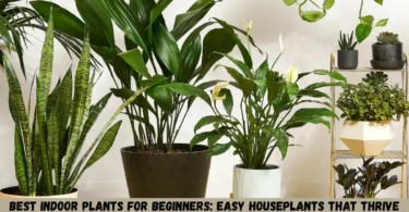 best indoor plants for beginners: easy houseplants that thrive