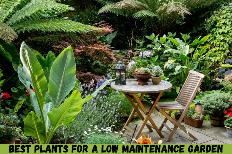 best plants for a low maintenance garden