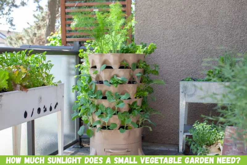 how much sunlight does a small vegetable garden need?