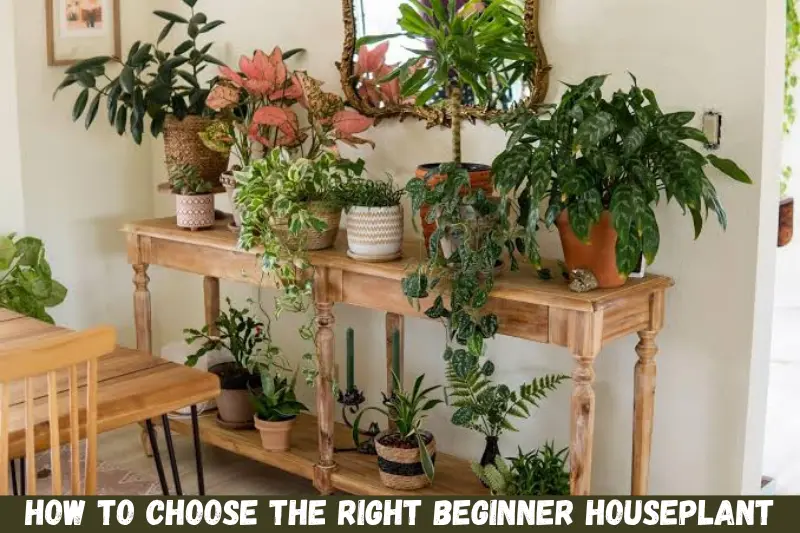 how to choose the right beginner houseplant