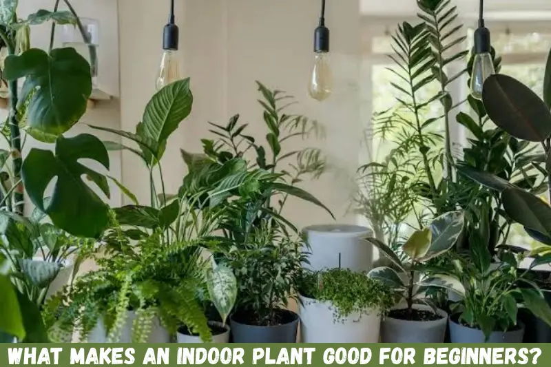 what makes an indoor plant good for beginners?