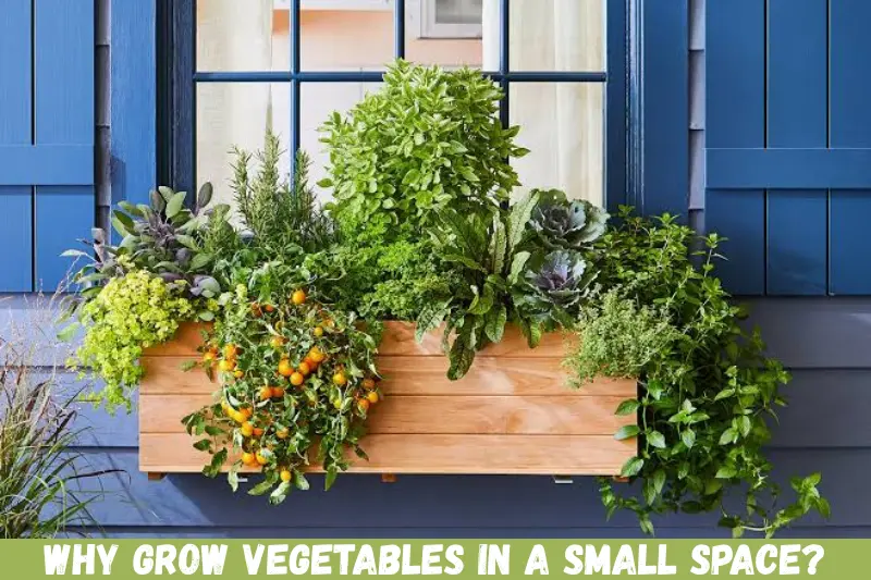why grow vegetables in a small space?